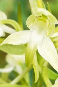 <i>Platanthera chlorantha</i>