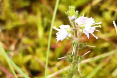 <i>Veronica officinalis</i>
