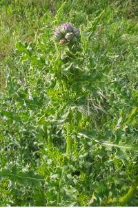 <i>Cirsium arvense</i>
