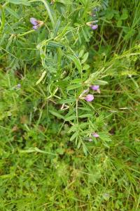 <i>Vicia segetalis</i>