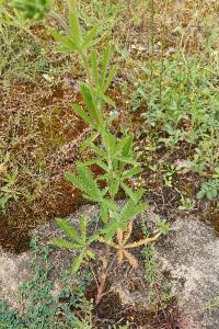 <i>Potentilla recta</i>
