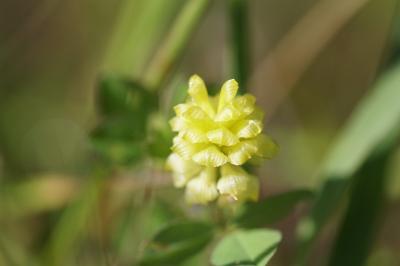 <i>Trifolium campestre</i>