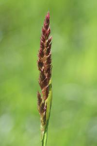 <i>Phalaris arundinacea</i>