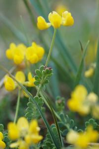 <i>Coronilla minima</i>