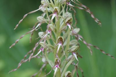 <i>Himantoglossum hircinum</i>