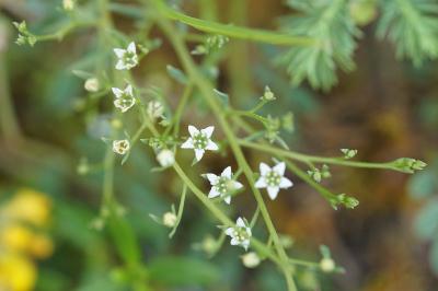 <i>Thesium humifusum subsp. humifusum</i>