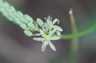 <i>Loncomelos pyrenaicus</i>