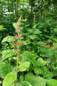 <i>Stachys sylvatica</i>