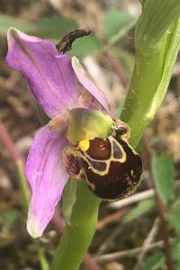 <i>Ophrys apifera</i>