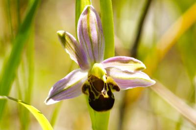 <i>Ophrys apifera</i>