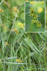 <i>Carex otrubae</i>