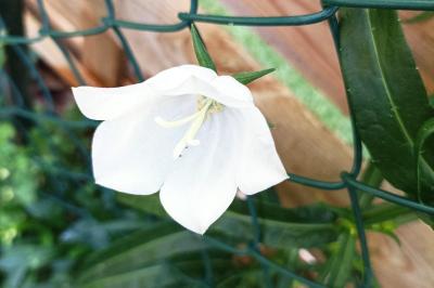 <i>Campanula persicifolia</i>