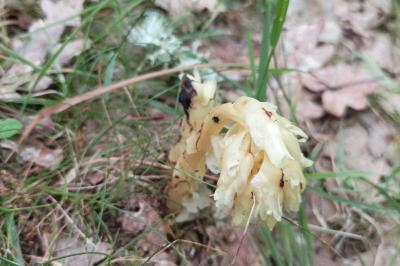 <i>Hypopitys monotropa</i>