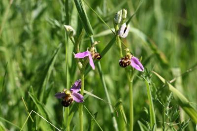 <i>Ophrys apifera</i>