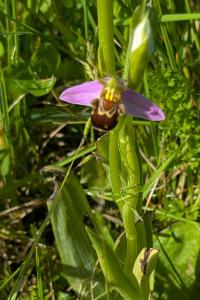 <i>Ophrys apifera</i>