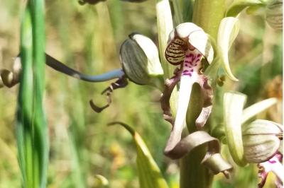 <i>Himantoglossum hircinum</i>