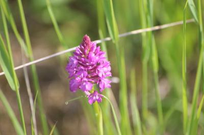 <i>Anacamptis pyramidalis</i>