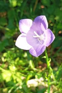 <i>Campanula persicifolia</i>