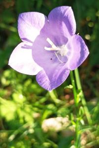 <i>Campanula persicifolia</i>