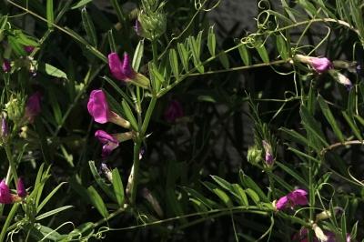 <i>Vicia segetalis</i>