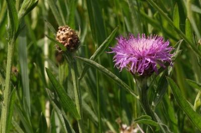 <i>Centaurea jacea</i>