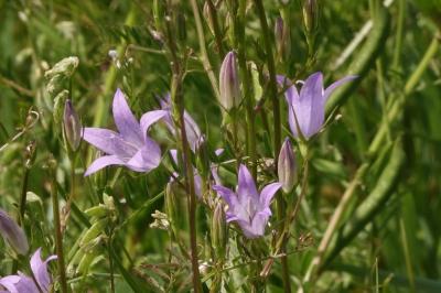 <i>Campanula rapunculus</i>