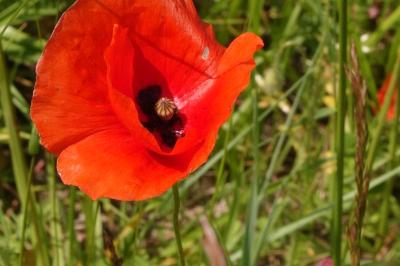 <i>Papaver rhoeas</i>