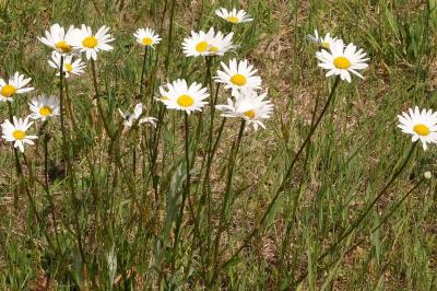 <i>Leucanthemum vulgare</i>