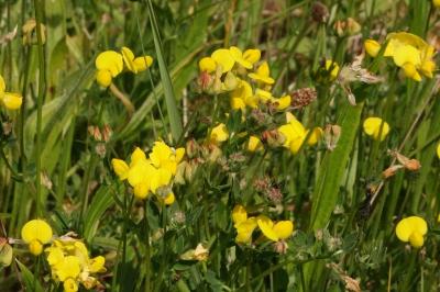 <i>Lotus corniculatus</i>