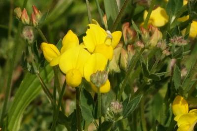 <i>Lotus corniculatus</i>
