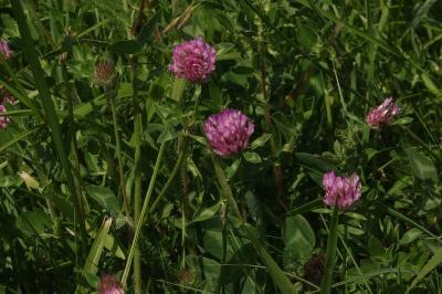 <i>Trifolium pratense</i>