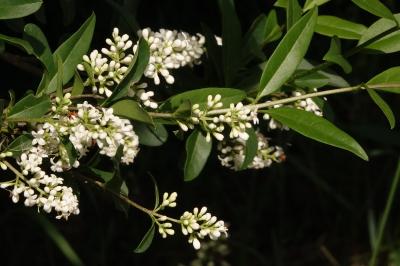 <i>Ligustrum vulgare</i>