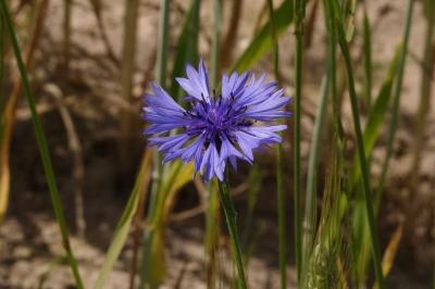 <i>Cyanus segetum</i>
