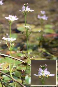 <i>Hottonia palustris</i>