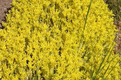 <i>Sedum acre</i>