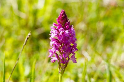 <i>Anacamptis pyramidalis</i>