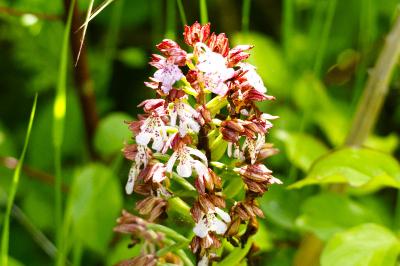<i>Orchis purpurea</i>