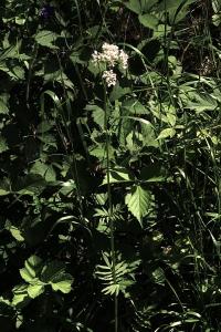 <i>Valeriana officinalis</i>