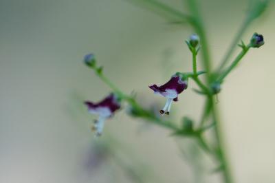 <i>Scrophularia canina</i>