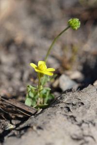 <i>Ranunculus sardous</i>