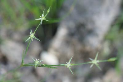<i>Juncus bufonius</i>