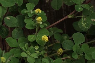 <i>Medicago lupulina</i>