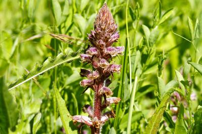 <i>Orobanche</i>