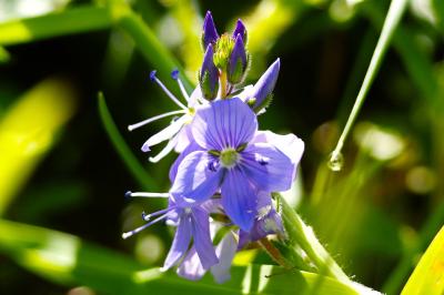 <i>Veronica bastardii</i>