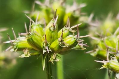 <i>Oenanthe peucedanifolia</i>