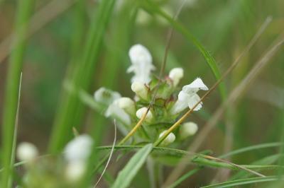 <i>Prunella laciniata</i>