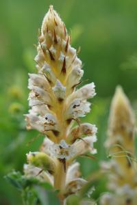 <i>Orobanche picridis-hieracioidis</i>
