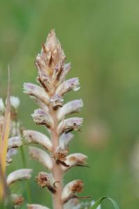 <i>Orobanche minor</i>