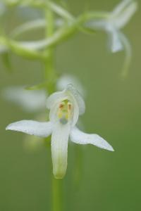 <i>Platanthera bifolia</i>