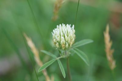 <i>Trifolium ochroleucon</i>